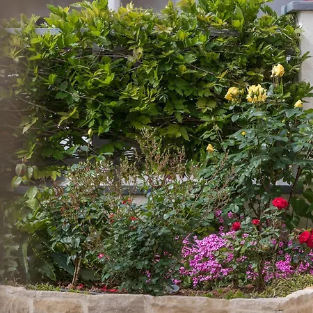 Pet Friendly In * Poreč